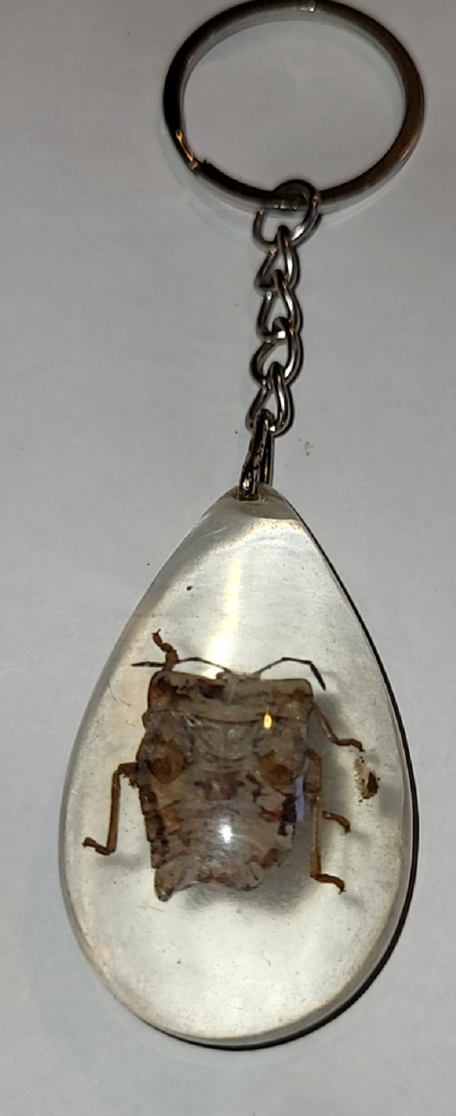 Real Shield Bug Resin Pendant, Teardrop Insect Specimen Keychain t15-1
