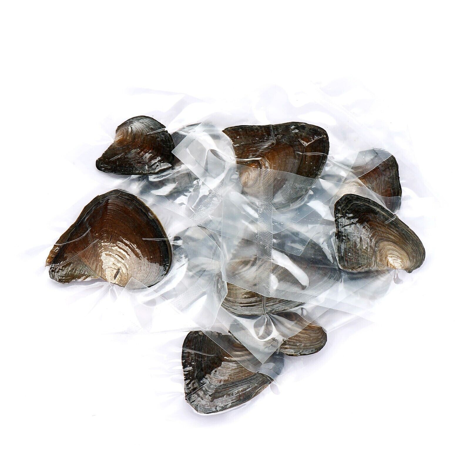 50PCS Akoya Oysters Natural Real Pearl Freshwater Pearl Gfit 7-8mm Vacuum Pack