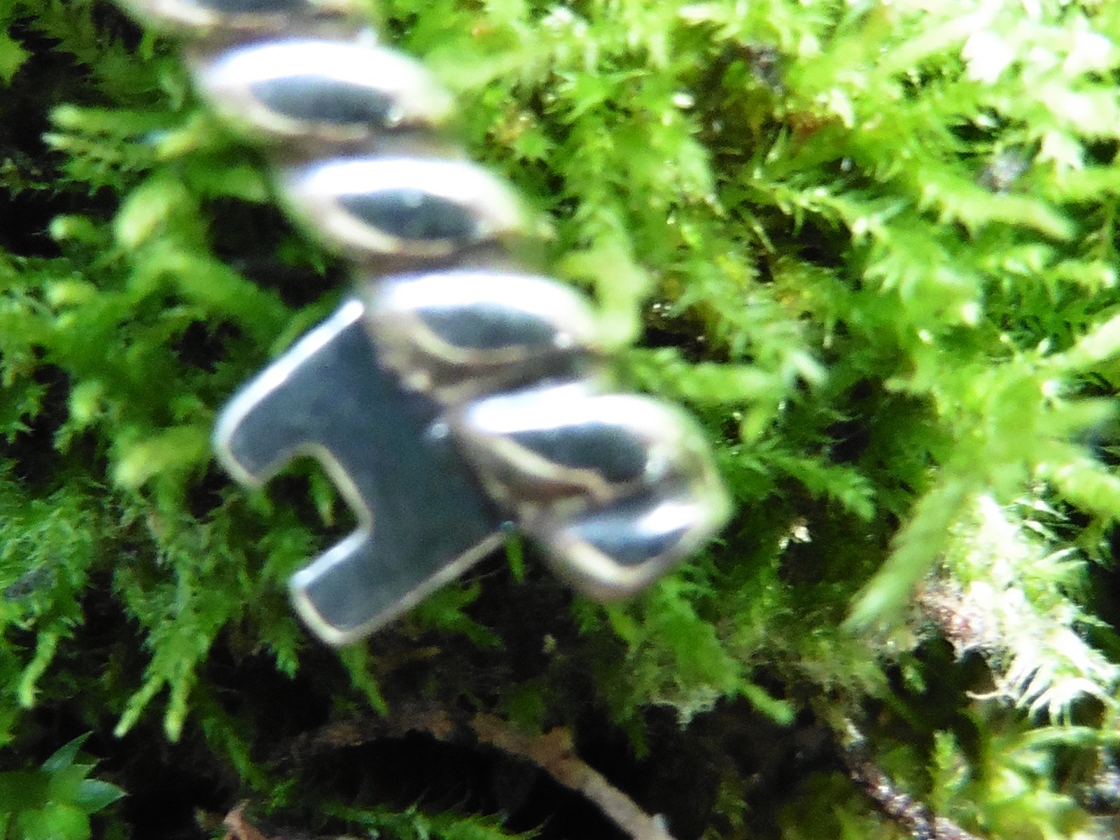 Judith Ripka Key Charm/Pendant S.S. 925